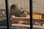 PicnicTableSquirrel.JPG