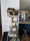 cat tree april.jpg