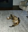 Atticus diet.jpg Atticus diet.jpg