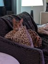Atticus pillow.jpg