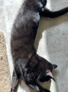 House Panther_1311.jpg
