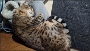 ElsaSnooze3-26-25.JPG