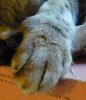 Cats 040911 013.jpg