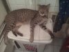 tiger on hamper bigpaw longlegs.jpg
