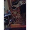 tiger best wild look 19 mos old.jpg