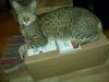 tiger exotic  look on box livrm.jpg