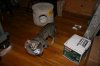 TIGER 5 MOS SPAYED.jpg