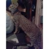 tiger longbody at 19 mos 9-09.jpg