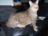 tiger sit half on armrest half on cushion.jpg
