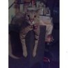 tiger on spkr long arms 14 months 4-09.jpg