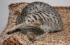 yogacat.jpg