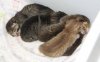 zuri-babies-072312.jpg