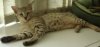 snowy on window ledge.jpg