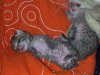 2012-07-31_kitten-bellies2.jpg