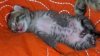 2012-07-31_kitten-belly.jpg