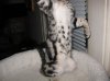 xumi belly 2-11-12.JPG