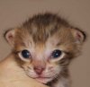 kitten3-face_web.jpg