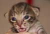 kitten4-face_web.jpg