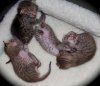 bellies-080612_web.jpg