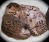 081412-bellies_web.jpg
