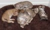 082112-cinagdraposixas-2_web.jpg