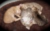 082112-cinny-agenor-poseidon-ixas_web.jpg