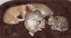 082112-cinny-agenor-poseidon-ixas-2_web.jpg