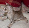 082112-dracos-3_web.jpg