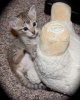 082112-dracos-lamb_web.jpg
