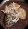 082112-ixas-agenor-cinny_web.jpg