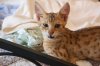 dsc_0187r.jpg