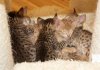 082812-how-many-svs_web.jpg