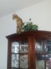 Tobey on top of china cabinet Aug2012.jpg