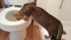 Lotto and the toilet 5 mo.jpg