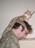 savannah-mullet.jpg