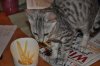 DSC_0016.JPG