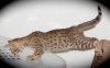 091912-agenor-4_web.jpg