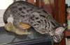 f1bengalsavannah02.jpg