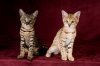 Jun19-10-nadiya-coco.jpg