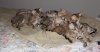 101312-kitten-pileup_web.jpg