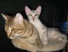ambi and quest.jpg
