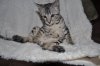 CatPictures.5.15.12 655.JPG