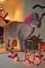 DSC_0384.JPG