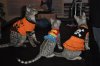 DSC_0399.JPG