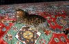 mousie-stretch-jan30-06.jpg