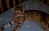kitty.jpg