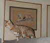 mountain lion kitty.jpg