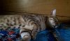 kitty2.jpg