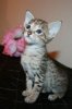 Girl #2 little girl 2012 1110 05.JPG