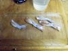 frog_legzz_part_1_by_bloodredsheep-d5fhs4k.jpg